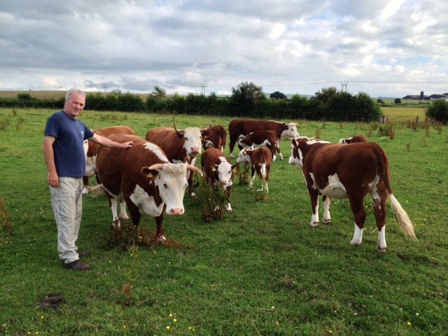 Traditional Hereford cattle grazing at Kileekie Farm